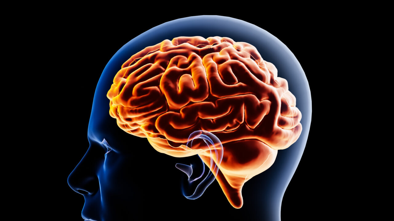 Computational models explore how regions of the visual cortex jointly represent visual information
